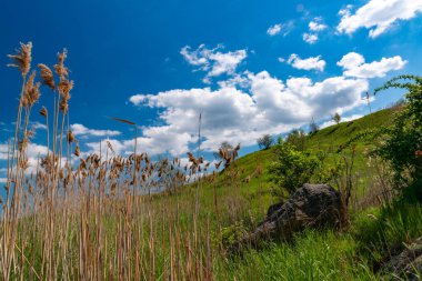 Güney Ukrayna 'daki Khadzhibey nehrinin kıyısındaki doğal bahar bozkırları.
