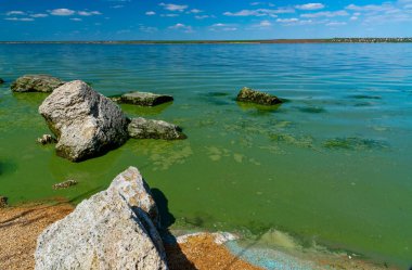 Khadzhibey haliçlerinin ötrofikasyonu, mavi-yeşil alglerin sularında çiçek açması mikrostis aeruginosa ve yeşil alg Enteromorpha sp 'un kitlesel gelişimi..