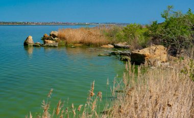 Khadzhibey halklarının ötrofikasyonu, mavi-yeşil alglerin suyunda çiçek açar. Mikro stis aeruginosa.