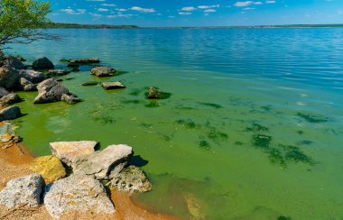 Khadzhibey haliçlerinin ötrofikasyonu, mavi-yeşil alglerin sularında çiçek açması mikrostis aeruginosa ve yeşil alg Enteromorpha sp 'un kitlesel gelişimi..