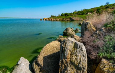 Khadzhibey haliçlerinin ötrofikasyonu, mavi-yeşil alglerin sularında çiçek açması mikrostis aeruginosa ve yeşil alg Enteromorpha sp 'un kitlesel gelişimi..