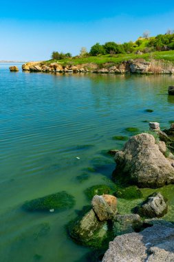 Khadzhibey haliçlerinin ötrofikasyonu, mavi-yeşil alglerin sularında çiçek açması mikrostis aeruginosa ve yeşil alg Enteromorpha sp 'un kitlesel gelişimi..