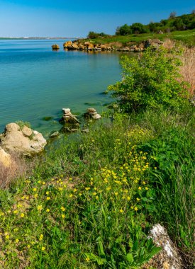 Güney Ukrayna 'daki Khadzhibey nehrinin kıyısındaki doğal bahar bozkırları.