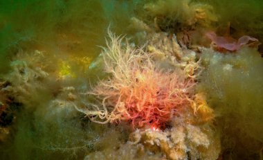 Su altı manzarası, Karadeniz. Deniz tabanında yeşil, kırmızı ve kahverengi algler (Ulva, Enteromorpha, Seramium, Cladophora, Porphira)