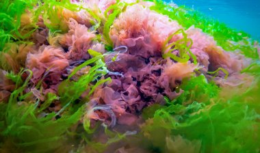 Su altı manzarası, Karadeniz. Deniz tabanında yeşil, kırmızı ve kahverengi algler (Ulva, Enteromorpha, Seramium, Cladophora, Porphira)