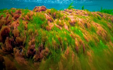 Su altı manzarası, Karadeniz. Deniz tabanında yeşil, kırmızı ve kahverengi algler (Ulva, Enteromorpha, Seramium, Cladophora, Porphira)