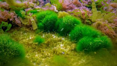 Su altı manzarası, Karadeniz. Deniz tabanında yeşil, kırmızı ve kahverengi algler (Ulva, Enteromorpha, Seramium, Cladophora, Porphira)