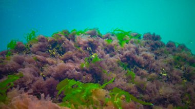 Su altı manzarası, Karadeniz. Deniz tabanında yeşil, kırmızı ve kahverengi algler (Ulva, Enteromorpha, Seramium, Cladophora, Porphira)