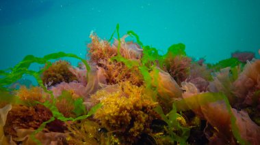 Su altı manzarası, Karadeniz. Deniz tabanında yeşil, kırmızı ve kahverengi algler (Ulva, Enteromorpha, Seramium, Cladophora, Porphira)