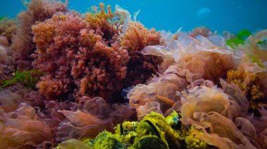 Su altı manzarası, Karadeniz. Deniz tabanında yeşil, kırmızı ve kahverengi algler (Ulva, Enteromorpha, Seramium, Cladophora, Porphira)