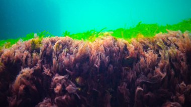 Su altı manzarası, Karadeniz. Deniz tabanında yeşil, kırmızı ve kahverengi algler (Ulva, Enteromorpha, Seramium, Cladophora, Porphira)