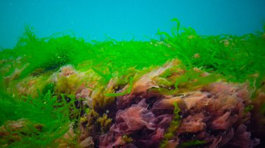 Su altı manzarası, Karadeniz. Deniz tabanında yeşil, kırmızı ve kahverengi algler (Ulva, Enteromorpha, Seramium, Cladophora, Porphira)