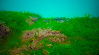 Su altı manzarası, Karadeniz. Deniz tabanında yeşil, kırmızı ve kahverengi algler (Ulva, Enteromorpha, Seramium, Cladophora, Porphira)
