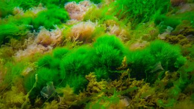 Su altı manzarası, Karadeniz. Deniz tabanında yeşil, kırmızı ve kahverengi algler (Ulva, Enteromorpha, Seramium, Cladophora, Porphira)
