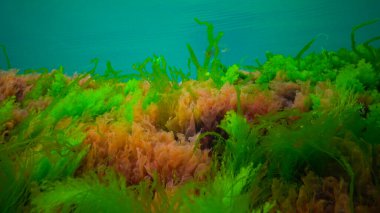 Su altı manzarası, Karadeniz. Deniz tabanında yeşil, kırmızı ve kahverengi algler (Ulva, Enteromorpha, Seramium, Cladophora, Porphira)