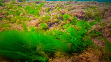 Su altı manzarası, Karadeniz. Deniz tabanında yeşil, kırmızı ve kahverengi algler (Ulva, Enteromorpha, Seramium, Cladophora, Porphira)