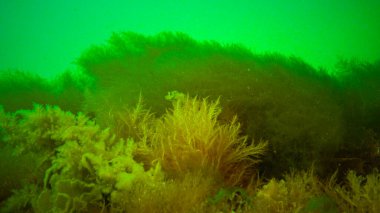 Su altı manzarası, Karadeniz. Deniz tabanında yeşil, kırmızı ve kahverengi algler (Ulva, Enteromorpha, Seramium, Cladophora, Porphira)