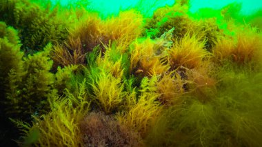 Su altı manzarası, Karadeniz. Deniz tabanında yeşil, kırmızı ve kahverengi algler (Ulva, Enteromorpha, Seramium, Cladophora, Porphira)