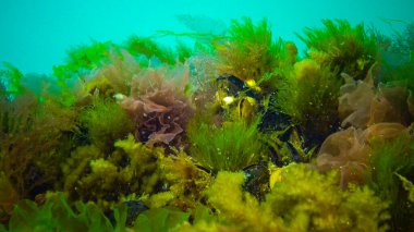 Su altı manzarası, Karadeniz. Deniz tabanında yeşil, kırmızı ve kahverengi algler (Ulva, Enteromorpha, Seramium, Cladophora, Porphira)
