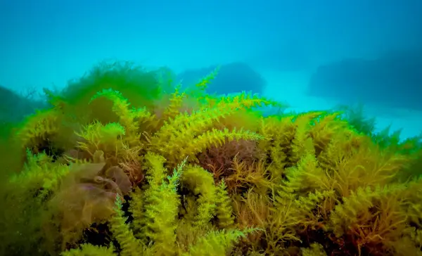 奥贝拉水合物 肠系动物 大型红藻和绿藻 — 图库照片