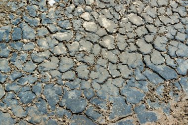 Tuzla haliçlerinin kumlu sahillerinde kurumuş makrofitt yosunları, çatlak bir kuru alg tabakası, Ukrayna