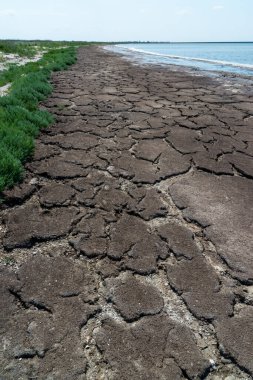 Tuzla haliçlerinin kumlu sahillerinde kurumuş makrofitt yosunları, çatlak bir kuru alg tabakası, Ukrayna