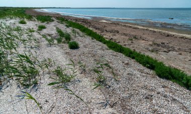 Tuzla haliçlerinin kumlu sahillerinde kurumuş makrofitt yosunları, çatlak bir kuru alg tabakası, Ukrayna