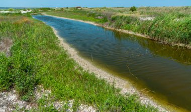 Ukrayna 'nın sığ Tuzla haliçlerinin kıyısında çamurlu su ve tuhaf alg bitkileriyle kıyı gölü.