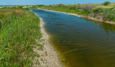 Ukrayna 'nın sığ Tuzla haliçlerinin kıyısında çamurlu su ve tuhaf alg bitkileriyle kıyı gölü.