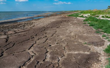 Tuzla haliçlerinin kumlu sahillerinde kurumuş makrofitt yosunları, çatlak bir kuru alg tabakası, Ukrayna