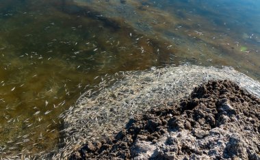 Çevresel sorun, Atherina Sp balığının toplu ölümü. Karadeniz ve Tiligul halklarını birbirine bağlayan kanalda, Ukrayna