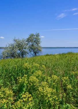 Elaeagnus Ağacı Commutata - Ukrayna 'nın güneyindeki Khadzhibey nehrinin kıyısındaki yeşil bozkır doğal bahar manzarası