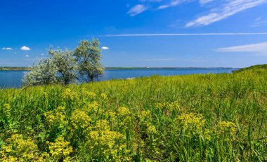 Elaeagnus Ağacı Commutata - Ukrayna 'nın güneyindeki Khadzhibey nehrinin kıyısındaki yeşil bozkır doğal bahar manzarası