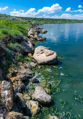 Khadzhibey haliçlerinin ötrofikasyonu, mavi-yeşil alglerin sularında çiçek açması mikrostis aeruginosa ve yeşil alg Enteromorpha sp 'un kitlesel gelişimi..