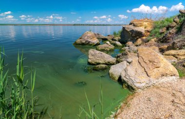 Khadzhibey haliçlerinin ötrofikasyonu, mavi-yeşil alglerin sularında çiçek açması mikrostis aeruginosa ve yeşil alg Enteromorpha sp 'un kitlesel gelişimi..