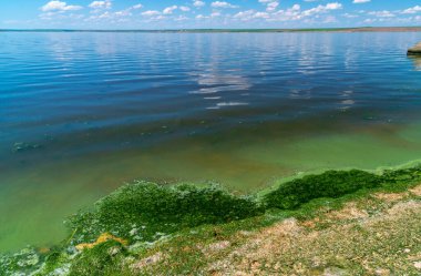 Khadzhibey haliçlerinin ötrofikasyonu, mavi-yeşil alglerin sularında çiçek açması mikrostis aeruginosa ve yeşil alg Enteromorpha sp 'un kitlesel gelişimi..