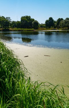 Su yüzeyinde yüzen su bitkileri. Durgun bir gölette ördek yosunu ve Wolffia arasında Pistia stratiotları.