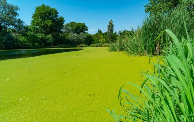 Su yüzeyinde yüzen su bitkileri. Durgun bir gölette ördek yosunu ve Wolffia arasında Pistia stratiotları.