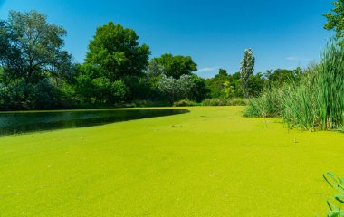 Su yüzeyinde yüzen su bitkileri. Durgun bir gölette ördek yosunu ve Wolffia arasında Pistia stratiotları.