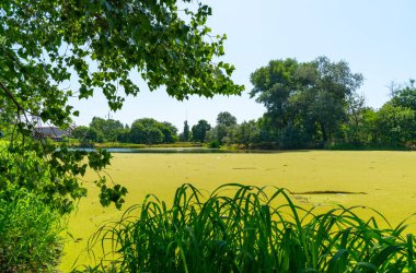 Su yüzeyinde yüzen su bitkileri. Durgun bir gölette ördek yosunu ve Wolffia arasında Pistia stratiotları.