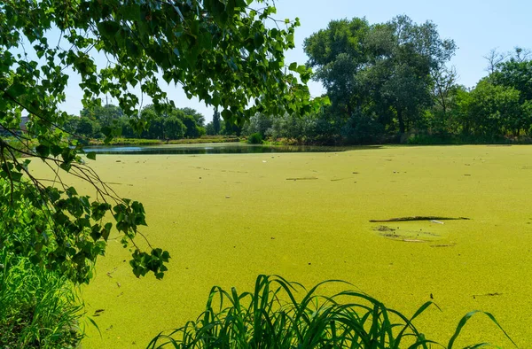 Su yüzeyinde yüzen su bitkileri. Durgun bir gölette ördek yosunu ve Wolffia arasında Pistia stratiotları.