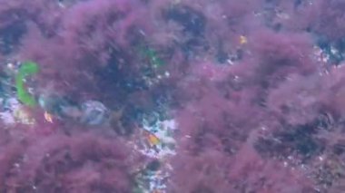 Erkek Sphynx blenny (Aidablennius sfenks), Karadeniz 'de fırtına sırasında midye içinde yumurtalarla yuvayı koruyan balık.