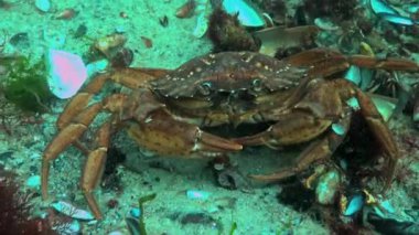 Karadeniz, Yeşil Yengeç (Carcinus aestuarii), dipte yakalanan başka bir yengeç türü yer.