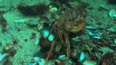 Karadeniz, Yeşil Yengeç (Carcinus aestuarii), dipte yakalanan başka bir yengeç türü yer.