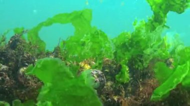 Karadeniz 'in sualtı manzarası, taşların üzerinde yeşil ve kırmızı algler.
