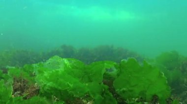 Karadeniz 'in sualtı manzarası, taşların üzerinde yeşil ve kırmızı algler.