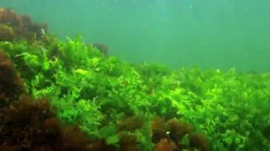 Karadeniz 'in sualtı manzarası, taşların üzerinde yeşil ve kırmızı algler.