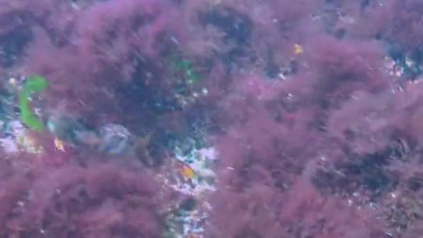 스핑크스 Blenny Aidablennius Sphynx 홍합에 둥지를 지키는 물고기 — 비디오