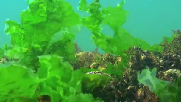 Υποβρύχια Τοπίο Της Μαύρης Θάλασσας Πράσινα Και Κόκκινα Φύκια Στις — Αρχείο Βίντεο