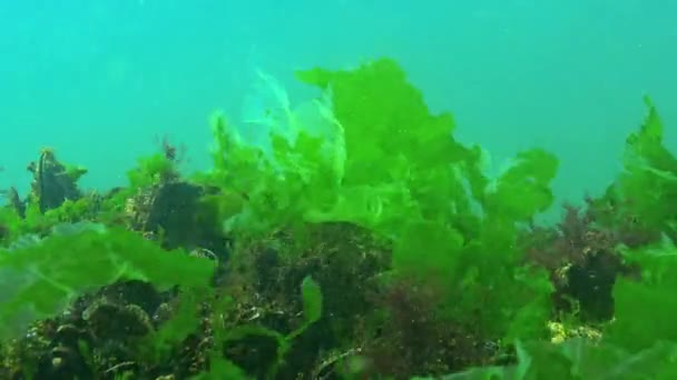 Onderwaterlandschap Van Zwarte Zee Groene Rode Algen Stenen — Stockvideo